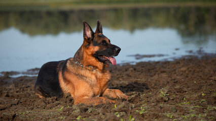 The German Shepherd dog is lying in the mud near a large puddle.