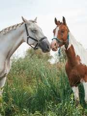 Stallion and a mare in the pasture. Horses in love portrait. Grey horse and pinto horse in the...