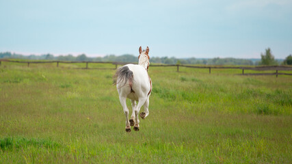 Pinto horse runs through the pasture, rear view. The mare raise her tail. Horse butt, the vulva. - obrazy, fototapety, plakaty