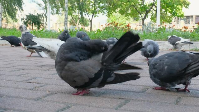 Close-up of urban pigeons in a park on a city street. A bird in its habitat