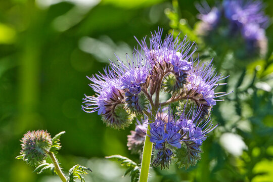 Lila Blumen