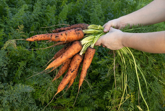 Two hands are holding a crop of large orange freshly dug carrots stained in the ground against the background of a green bed close-up