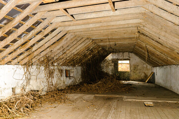 Fototapeta na wymiar Ivy coming in through the roof in an old farm barn, built in the mid-19th century.