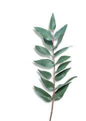 Fototapeta na wymiar Green branch of eucalyptus with schadow on a transparent background