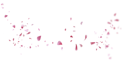 Beautiful floral overlay with flying pink petals at transparent background 