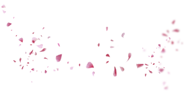 Beautiful floral overlay with flying pink petals at transparent background 