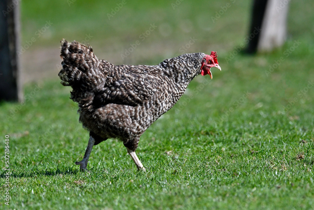 Poster Plymouth Rock chicken // Plymouth Rock Huhn