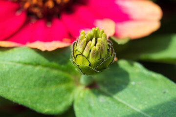 Photos of colorful blooming flowers and plants