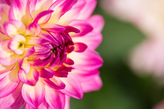 Photos of colorful blooming flowers and plants