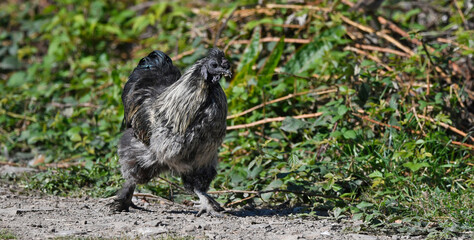 Haushuhn (Gallus gallus domesticus) - Freilandhaltung // Chickens