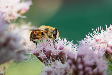 Photos of insects on blooming flowers and plants