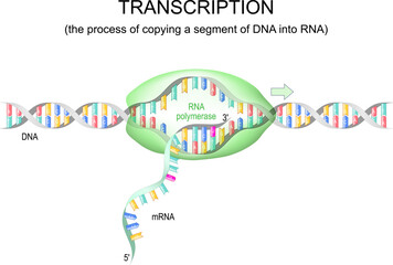 transcription dna to rna