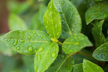 Photos of colorful blooming flowers and plants