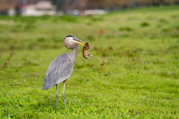Fototapeta premium Great blue heron (Ardea cinerea) caught a gopher. 