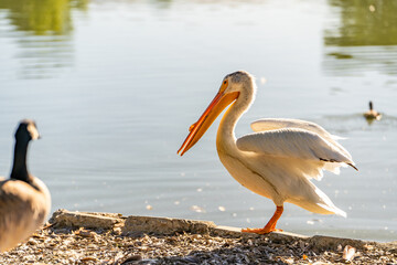 White American pelican stands on the shore of the lake.