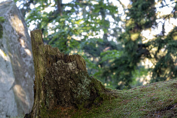 Obraz premium dwad tree in the forest