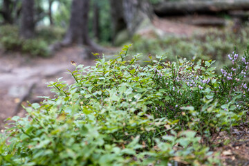 moss on the ground in forest