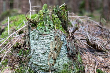 dwad tree in the forest