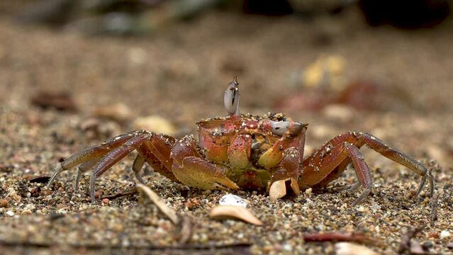 Crab walking on the beach