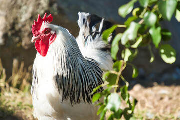 Chicken with white and black feathers. Red beak and comb. Farm animal on the farm