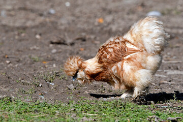 Silk chicken // Chinesisches Seidenhuhn