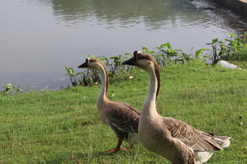 A group of white gray swans are on the edge of a lake in a city park in Jakarta