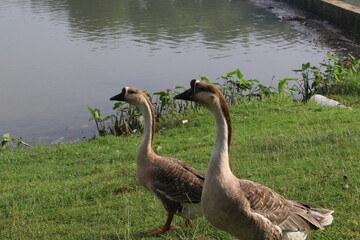 A group of white gray swans are on the edge of a lake in a city park in Jakarta