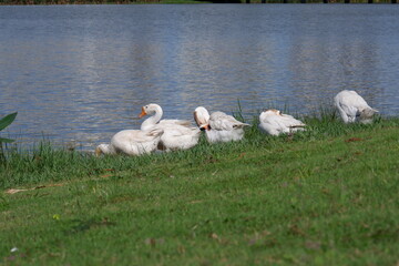 A group of white gray swans are on the edge of a lake in a city park in Jakarta