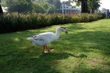 A group of white gray swans are on the edge of a lake in a city park in Jakarta