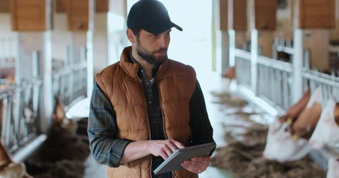 Close up farmer using tablet computer in modern dairy farm facility cowshed. Agribusiness owner checking data hold tabletPC in animal husbandry. Milking manufacture professional concept.