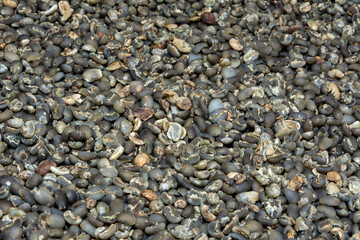 Robusta coffee bean texture