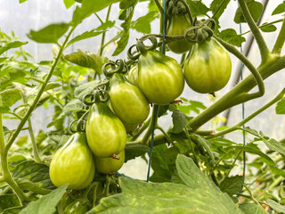 green tomatoes in the garden