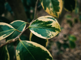 leaves on a tree