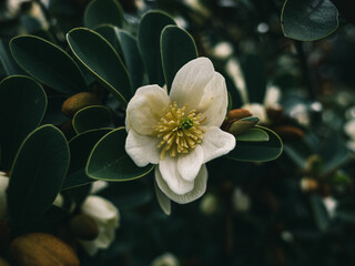 Magnolia flower