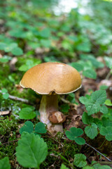 Bay Bolete -Boletus badius. A mushroom grows in the forest. Edible porous boletus mushroom. Boletus boletus in close-up sunlight. Natural wild forest mushrooms.