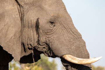 Side portrait of an African elephant eating grass