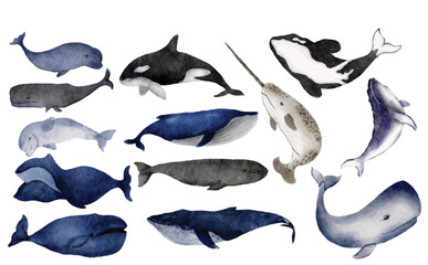 Set of Whales Watercolor Illustration Clipart