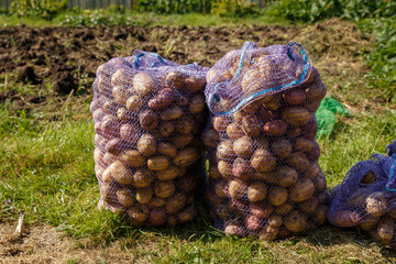 fresh organic potatoes in field. Harvested potatoes standing in sacks in the garden