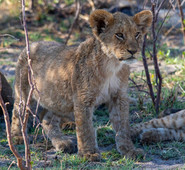 African lion cub isolated