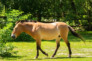 Naklejka na ściany i meble Beautiful horse in zoo on sunny day