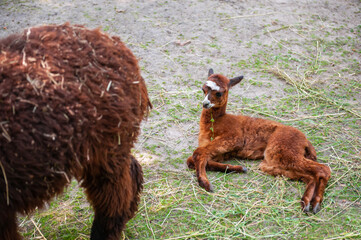 Fototapeta premium Huacaya alpaca in zoo on sunny day. Baby animal