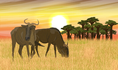 A pair of wildebeests in the African savannah at sunset. Realistic vector landscape