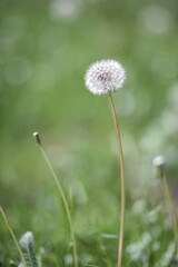Beautiful dandelion in green grass outdoors, closeup view