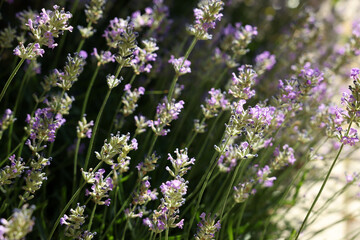 Beautiful blooming lavender in field on sunny day, closeup
