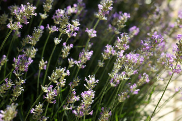 Obraz premium Beautiful blooming lavender in field on sunny day, closeup