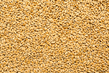 Closeup of wheat grains as background, top view