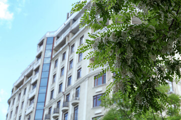 Beautiful acacia tree with green leaves and white flowers near modern building, low angle view. Space for text