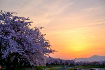夕暮れ時の桜並木