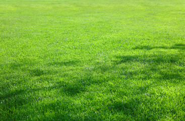 Obraz premium Beautiful view of green grass in garden on sunny day