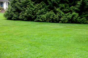 Fototapeta na wymiar Beautiful freshly cut green lawn in yard